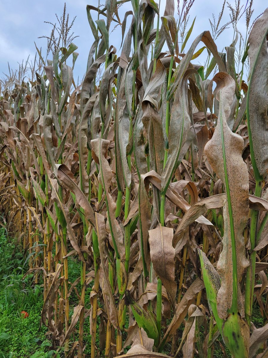 Emery Huszka tweet media