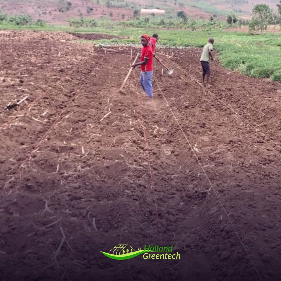 HGTRwanda's tweet photo. One of the #GAP to be applied before planting is #SoilPreparation, As we’re ready for #SeasonA2024, make sure that your soil is well prepared… Otherwise, our #team is ready to support you!

#AchieveTheNextLevel in #Horticulture 
📲0781449656

#Bedding 
#Ploughing 
#Manuring https://t.co/ac7Mg4lxKc