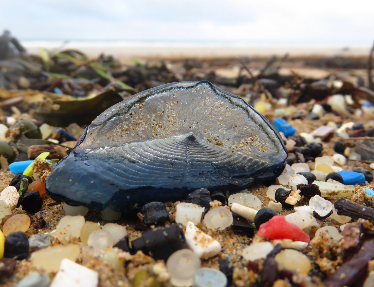 Great Nurdle Hunt tweet media