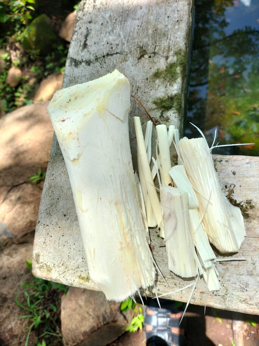 Palmo de coyol;una delicia que produce el campo. 
¿Lo conocen?
