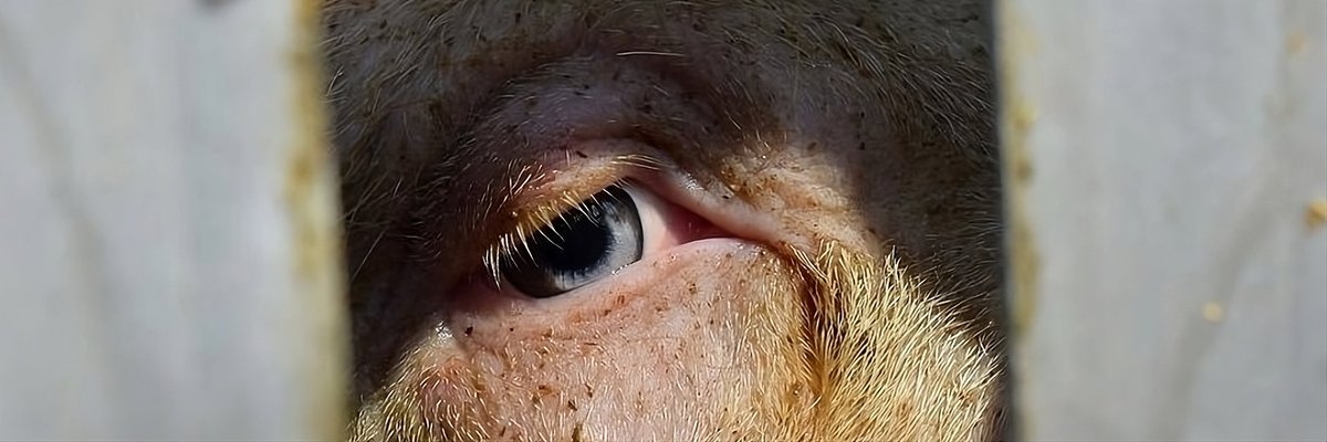 Los cerdos tienen la mirada más hermosa que he visto en toda mi vida.
Cuando vi su alma detrás de su cuerpo, padeciendo interminablemente, fue ahí cuando hice la conexión.
Sin embargo esto parece ser trascendental o sin importancia para los devotos de la sangre y la de violencia.