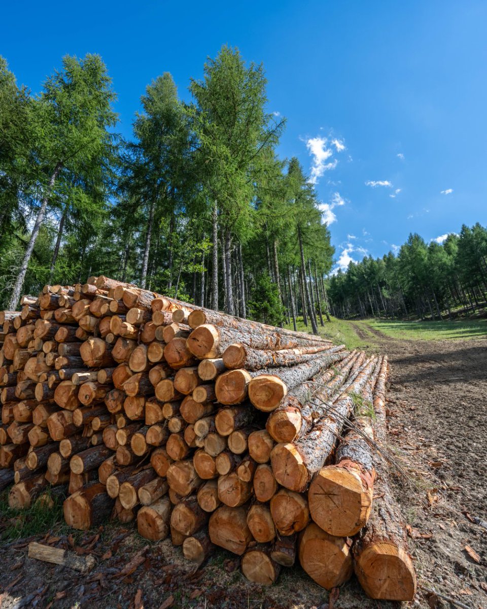 Le respect de la nature au cœur de notre engagement 🌲 Débardage à cheval des pistes de Serre-Eyraud cet été ! 👉 Méthode traditionnelle et #écologique qui permet de retirer les arbres abattus lors de nos opérations de préparation des pistes. L'hiver est en prépa à #Orcières !