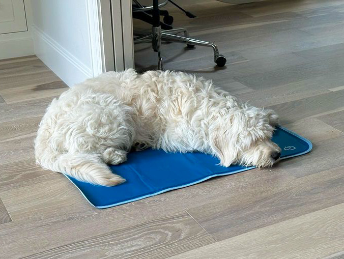 does the new #iPhone15 have a "do not disturb my dog" feature?