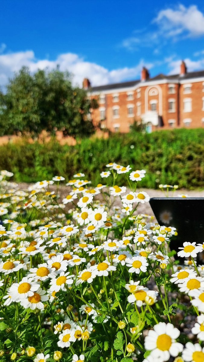 The Feverfew in the kitchen garden was a bright row of colour under the sun today ☀️

#Feverfew was used in the past for headaches and arthritis!

#nationaltrust
