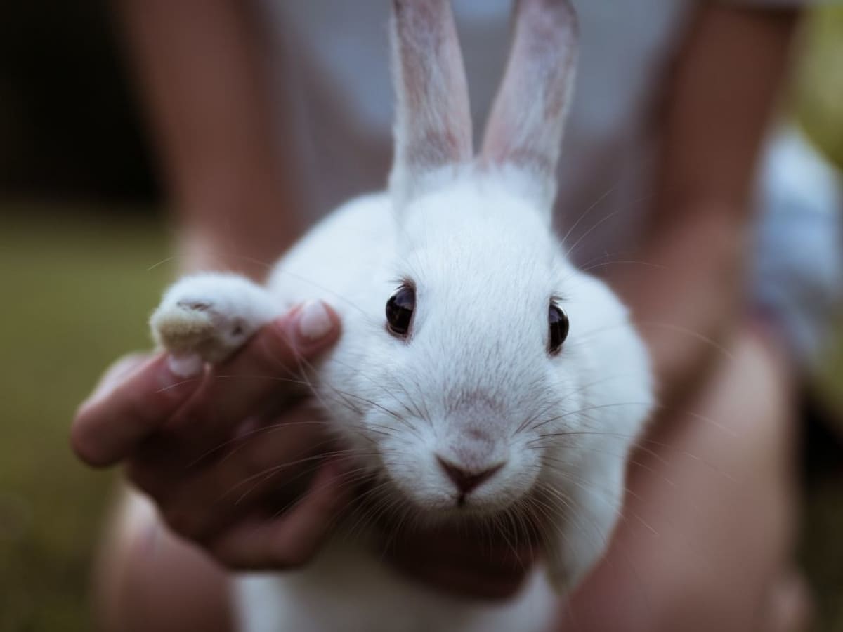 ¿Los Conejos Son Buenos para los Niños? Descubre la Verdad sobre las Mascotas Peludas amorporlosanimales.net/2023/09/los-co…
#conejo #mascotas #niños