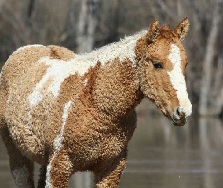 FFWasp's tweet photo. The origin of this fascinating horse is a mystery. The Bashkir Curly stands out from other breeds of horses with its distinctive curly coat.

#bashkircurly #horses #horselovers #pony #riding #fillies #equine #equestrianlife #pony #horselife #riding #horsepower #horsemanship https://t.co/RWdE4wFbVl