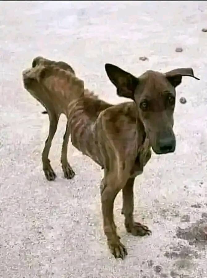 cholavictor3's tweet image. Après la passation de pouvoir avec le #prochain06  @moise_katumbi et le #sortant @fatshi13 voici la santé que aura le sortant pour le soucis du bonheur d&apos;être au pouvoir , les congolais sont restés vigilants pour les élections de 2023 pas comme c&apos;était avec @CNangaa