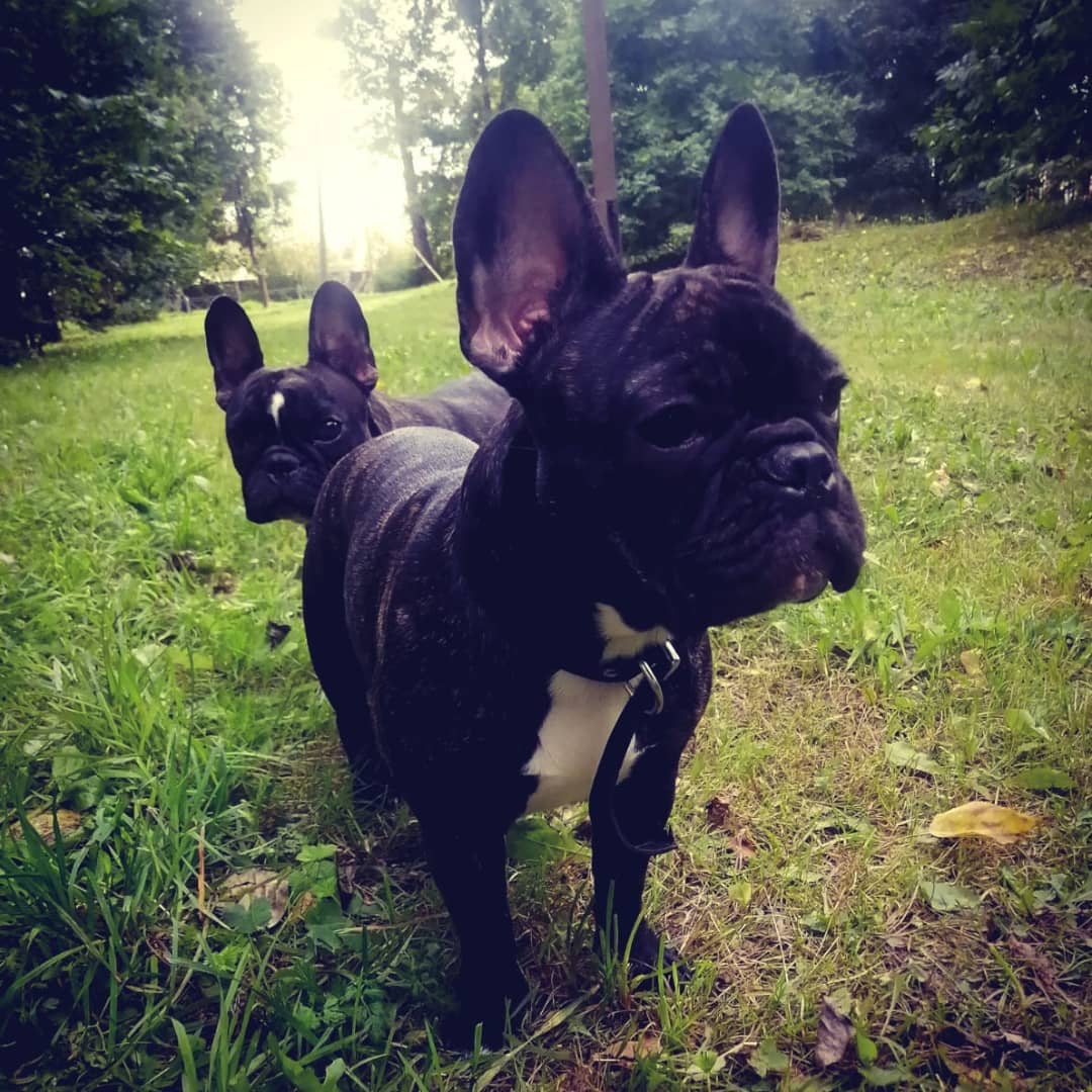 French_Bulldogg's tweet photo. #blackfrenchie #frenchiedaily #frenchbulldogsofinstagram #frenchiebaby #sleepyfrenchie #frenchiepetsupply #frenchieoverload #305frenchies #frenchiescute #dailyfrenchie #thefrenchiepost https://t.co/vwLf8H6cuQ