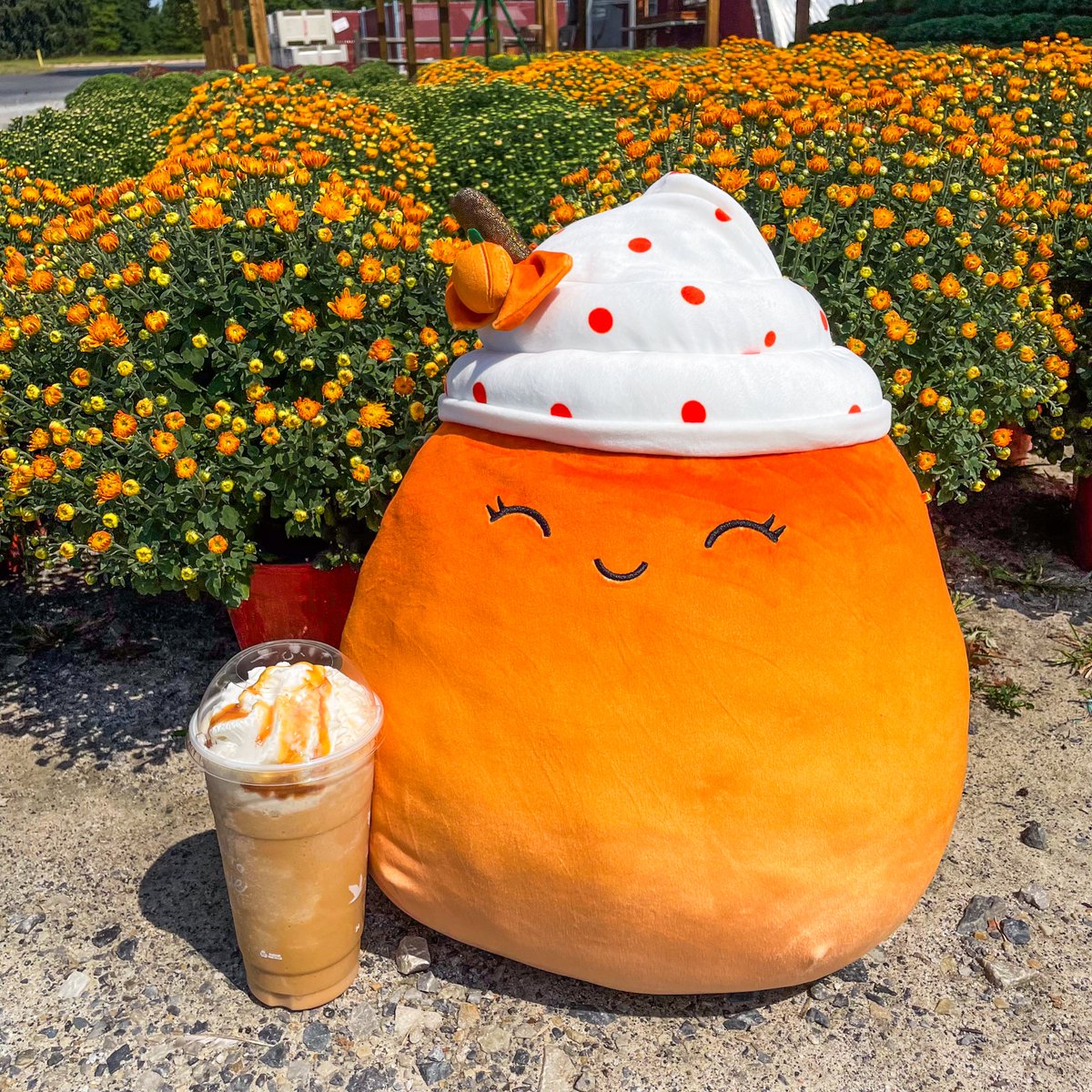 squishmallows's tweet image. Kendla is definitely an autumn! 🍂 What’s your favorite season?
#Squishmallows #SquishmallowsSquad