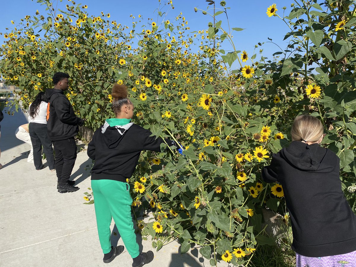 Our Environmental Science students with Ms. Logeman are taking advantage of this nice weather to prepare a couple of areas for fall planting 🖤💛 Picasso the Turtle keeping an eye on their work 🐢 They did a great job in a short amount of time 👊🏼🖤💛 #WeAreBurke