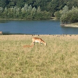 Watatunga Wildlife reserve should be on your checklist this year! 🐃🌳

Experience the award-winning wildlife safari in Norfolk.

With 170 acres of breathtaking woodland, grassland, and lake this nature reserve has something for everyone!
 
Find out more: bit.ly/3PjecEk