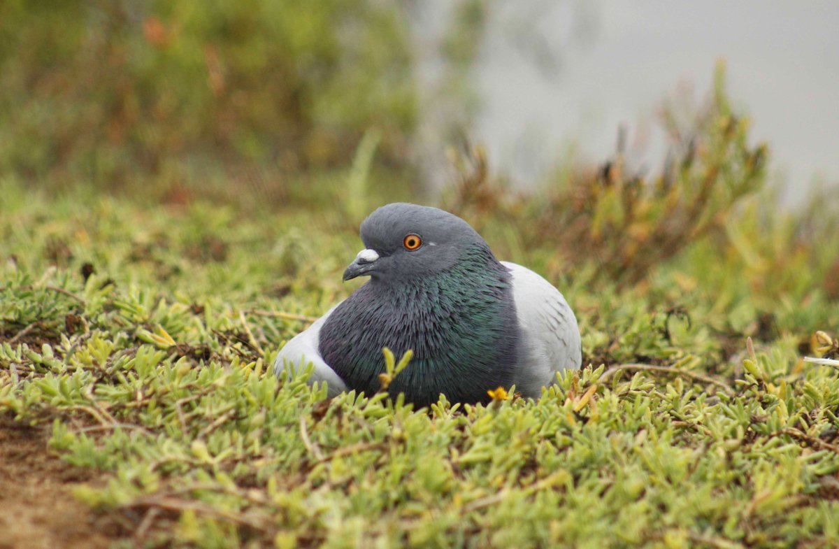 Did you know that the Rock Pigeon (pictured here at the Bolsa Chica Wetlands) was introduced to North America from Europe in the early 1600s? Since their introduction, they have spread far and wide and have become highly well-adapted to life in urban settings. 📷: Debbie Quintero