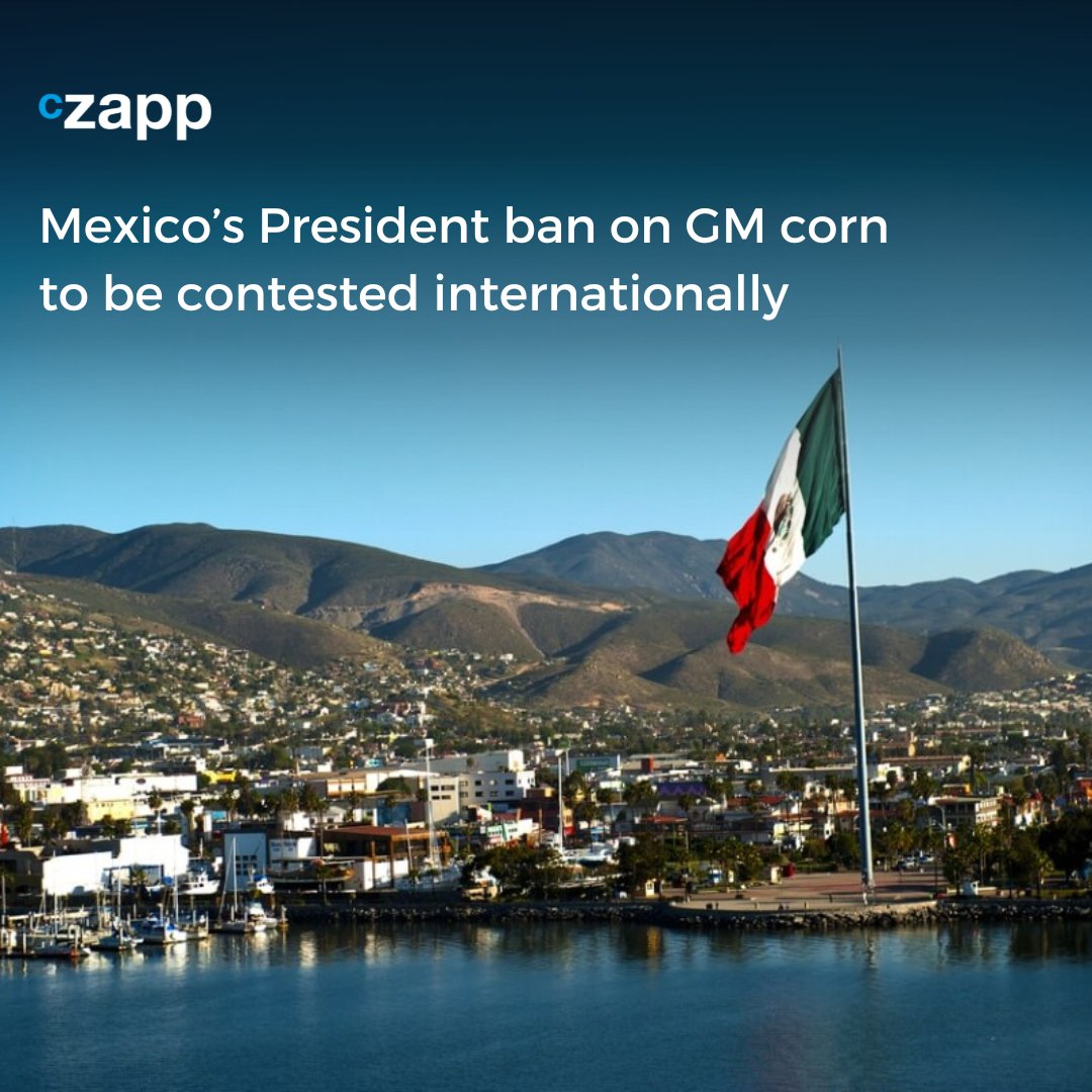 Czapp_portal's tweet photo. Mexico's ban on GM corn raises concerns for American farmers as their second largest export destination enforces a ban on both yellow and white #GMcorn. Learn more about the potential economic consequences behind the ban in our latest article: https://t.co/eygQzNi2Jl #farming https://t.co/g8JtJoNolL