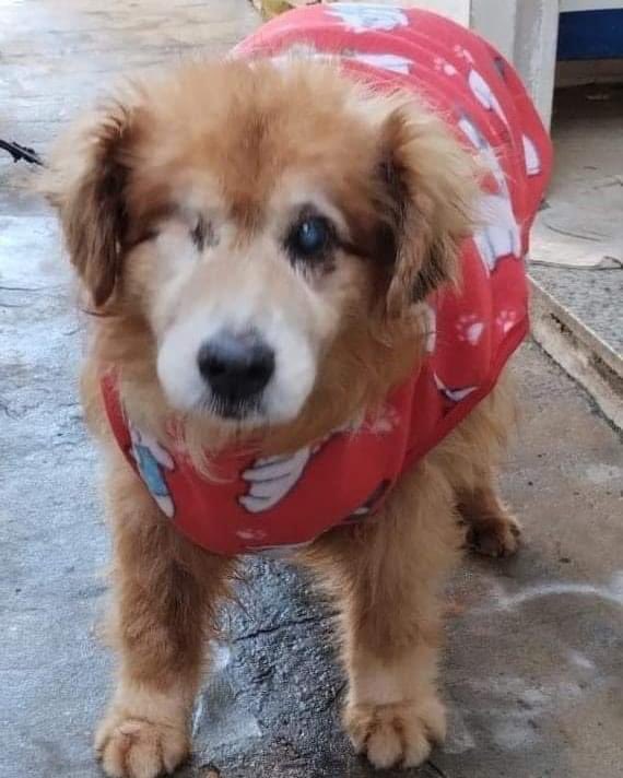 abrigojoaorosa's tweet photo. Oi, tios e tias!

Me chamo Urso e hoje estou aqui para pedir uma ajudinha. Eu sei que vocês também estão ajudando meu novo AUmigo Cleiton.
É que meu Hep Plus acabou. E ele é o remedinho do meu fígado.

Além dele, eu também preciso do PromunDog Sachê. https://t.co/oQFffIaq6G