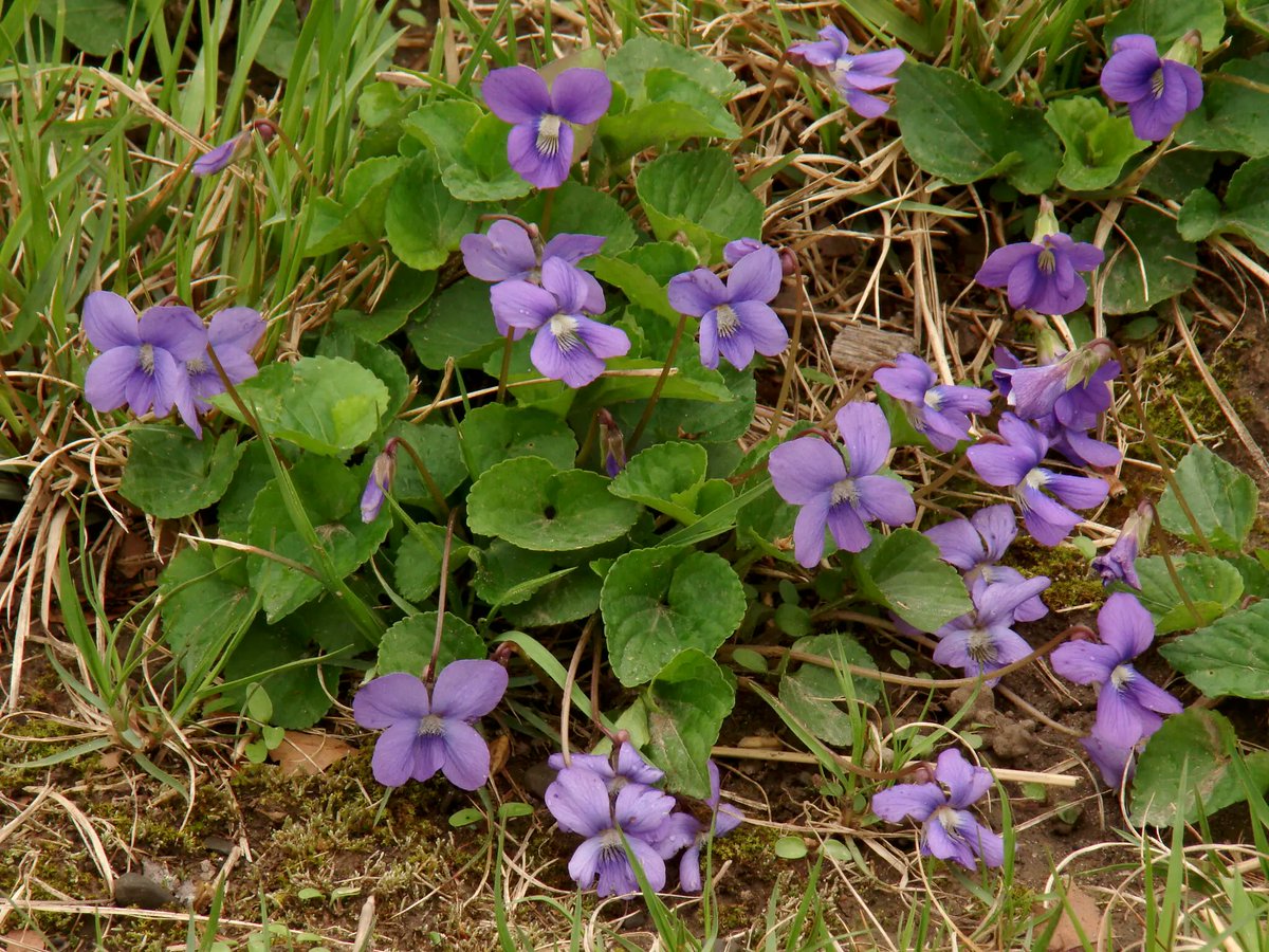 .<a href="/CUintheGarden/">CUintheGarden</a> <a href="/CornellCALS/">Cornell CALS</a> is researching an alternative to conventional lawns through its native lawn demonstration area - a sustainable lawn with native species, that only needs mowing twice a year!

Read more <a href="/nytimes/">The New York Times</a>: 
nytimes.com/2023/09/13/rea…