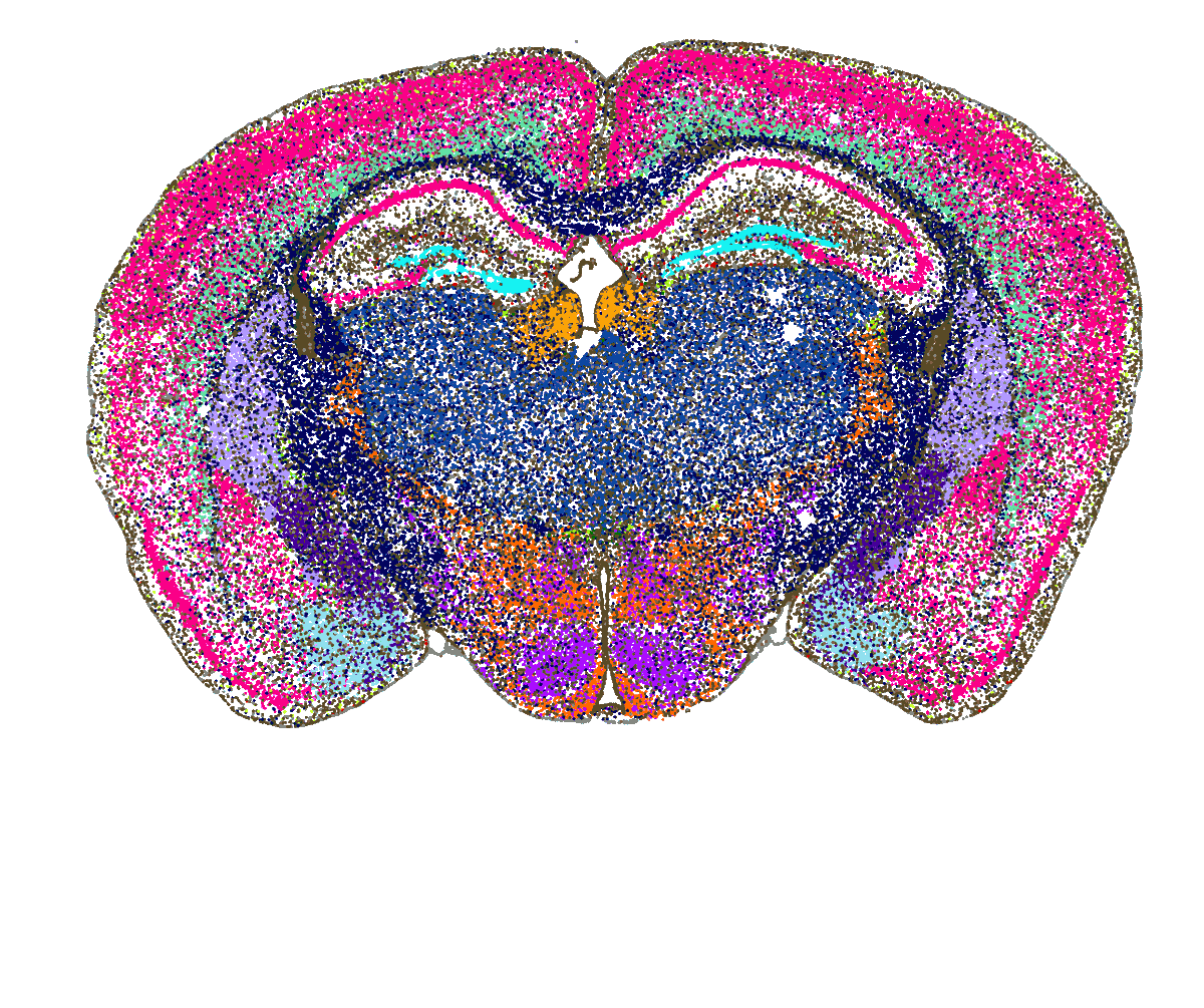 ⭐New data are available on the Allen Brain Cell (ABC) Atlas The ABC Atlas provides a platform for visualizing multimodal single cell data across multiple whole-brain datasets simultaneously. #OpenScienceWeek. Visit: portal.brain-map.org/atlases-and-da…