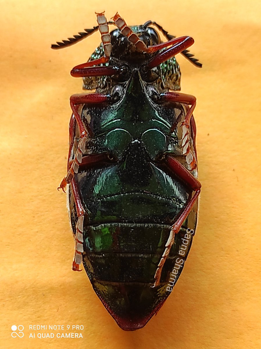 SapnaSh67275412's tweet photo. Found this Jewel beetle but requesting for the species identification or any other info related with it will be helpful to me . Thks in Advance #macroclick #IndiAves #photooftheday #Jewelbeetles #NaturePhotography #insectlover https://t.co/r9GnZqm74Q