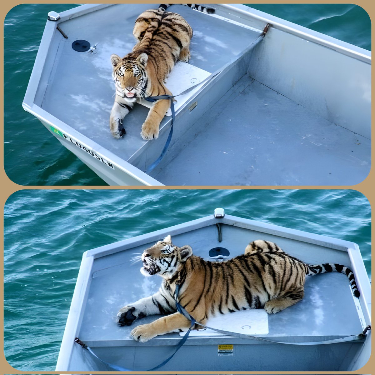 FLN8VOutdoors's tweet image. This was stunning photos that I once took locally of a Tiger relaxing on someone's personal boat. I'm assuming that the boat owners were probably a Florida big cat rescue. I'm sharing this as part of a contest for Eufy Security. 📷🐅🛥️

instagram.com/fln8voutdoors

#eufyDualCam