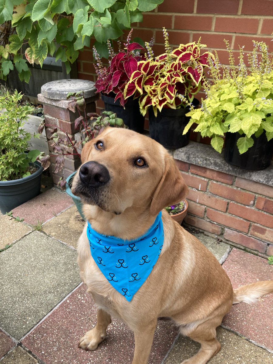 Look what arrived in the post today <a href="/Battersea_/">Battersea</a>