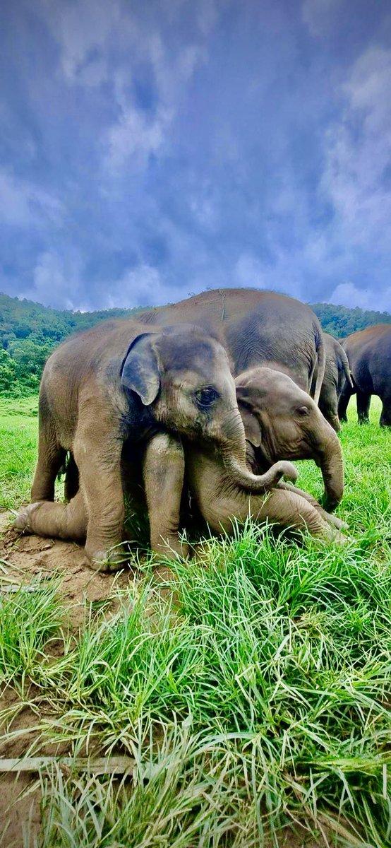 chokchai_camp's tweet photo. Chokchai and San-dee: Two majestic souls, forever bonded by friendship. 🐘❤️ #ElephantBesties #UnbreakableBond #ChokchaiAndSanDee https://t.co/KRgkNYklgt