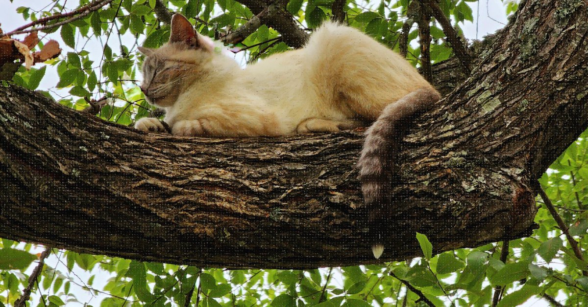 kinseyatoz's tweet image. "In peace I will lie down and sleep, for you alone, O LORD, will keep me safe." Psalm 4:8 NLT #sleepinsafety #sphinxcat