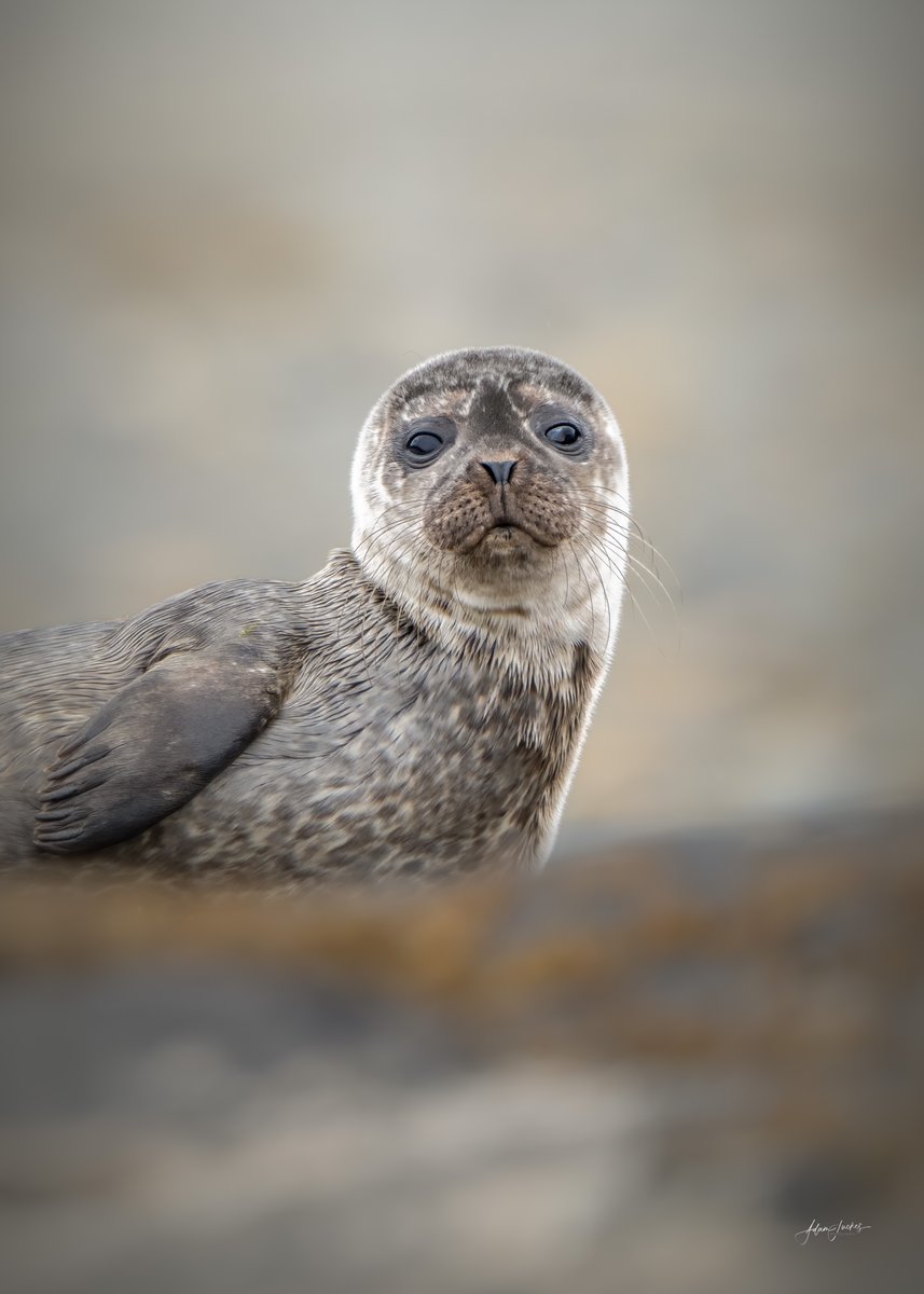 Adam Juckes tweet media