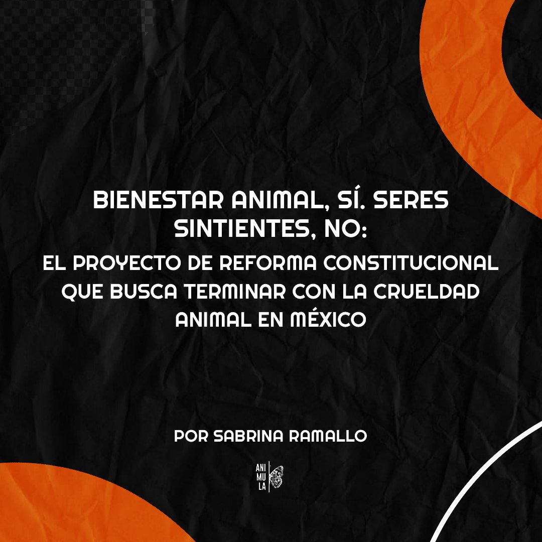 México es el tercer país en Latinoamérica con mayor cantidad de casos de maltrato animal.

🦋 Por Sabrina Ramallo
Leé el artículo completo en la sección Latinoamérica 👉 animula.com.ar