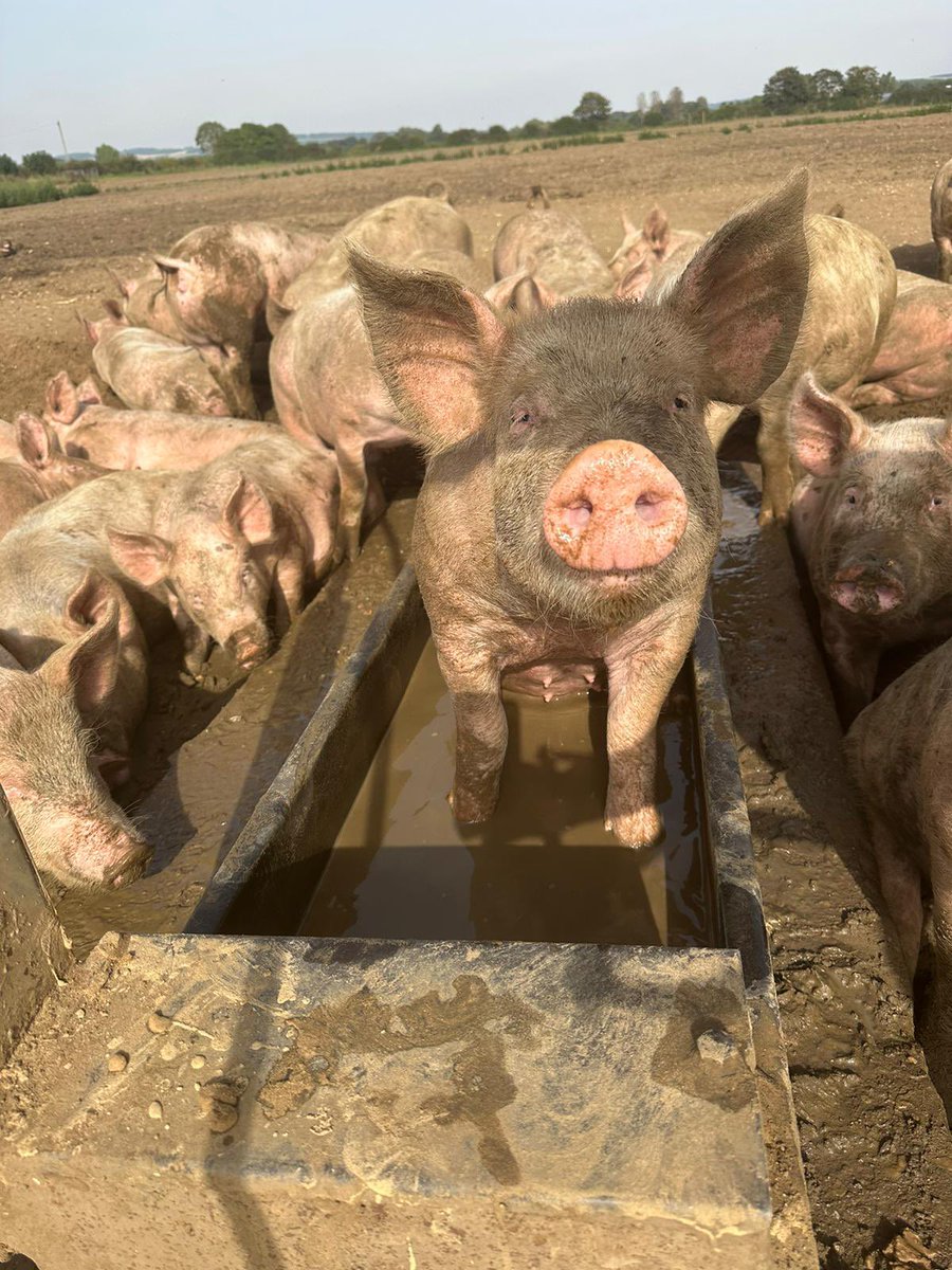 💦🧽🛀🐖
Did you know 40% pigs in the UK are bred outside? 
With such a variety of production systems, all #highwelfare ,the consumer is lucky to have such a wide choice to choose from ALL providing value for money
#backbritishfarmingday #biteintobritish #backbritishfarming