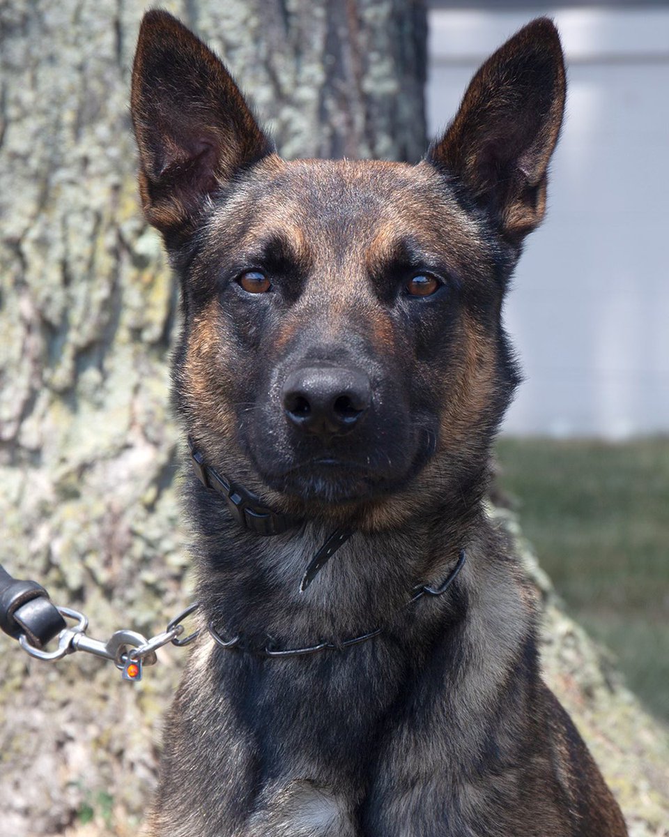 nicolettesilvaa's tweet photo. @helen_a15 @k9_cpt @Serenams76 Here’s the real dog, Yoda 🤍 Confirmed by @CBP https://t.co/U1ojQYgkMD
