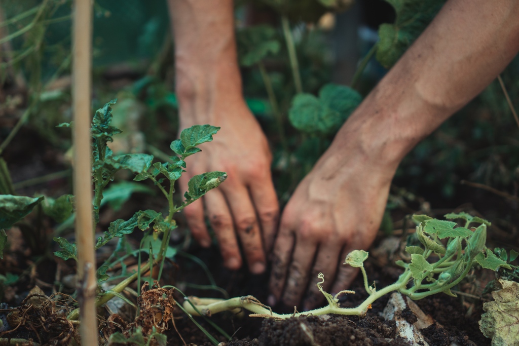 Did you know: Fall is a great time to apply #compost to your #garden #yard &amp; #landscaping 👩🏽‍🌾🥔🥕🥬⁠🌳⁠ bit.ly/3Zl7eBV

#circulareconomy #biodiversity #gardenlove #climateaction #sustainablebusiness #recycle #gardening #fallgardening #vancouverbc