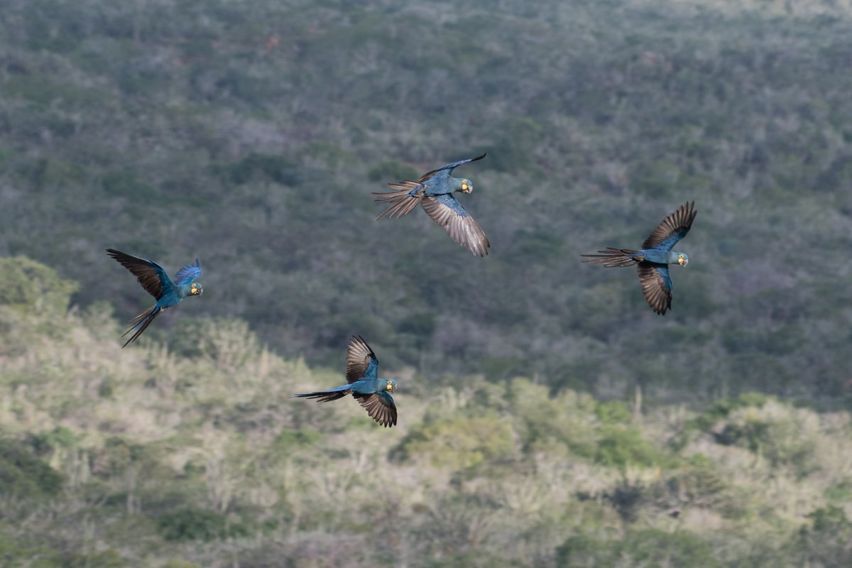 Did you know we can live up to 60 years? That’s 60 more reasons to donate now! 👇letthebluebirdfly.parrots.org #LetTheBlueBirdFly 📸: Corey Raffel