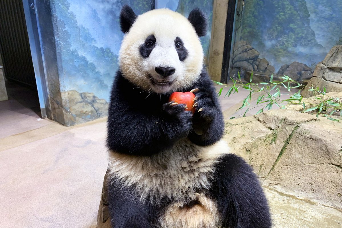 During the COVID-19 pandemic, Xiao Qi Ji’s birth truly was a little miracle for panda fans of all ages. We want to read your stories of heart-warming memories from Xiao Qi Ji’s early days. Submit your memories of our “Little Miracle” at nationalzoo.si.edu/panda-memories #PandaPalooza