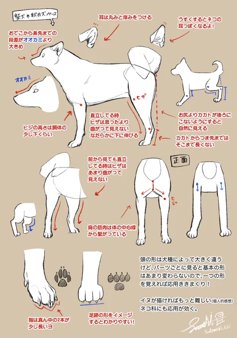 ミスキーに載せてた、自分がいつも意識してる「犬をそれっぽく描くポイント」をまとめたメモ 手癖が入ってるので完璧に正しいものではないですが、イッヌわからん!て人のヒントにちょっとでもなったらいいな🐶