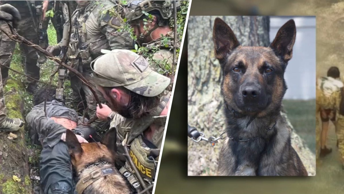 NBCPhiladelphia's tweet photo. We're learning more about Yoda, the 4-year-old Belgian Malinois and K9 who helped capture escaped killer Danelo Cavalcante. Story here: https://t.co/UbDfleGNOZ https://t.co/gNcFGkO255
