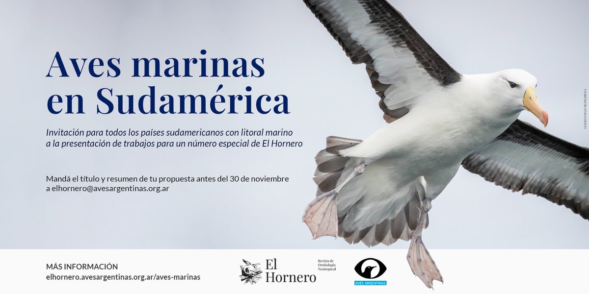 📢¡Atención investigadores en #avesmarinas de #Sudamérica!

#ElHornero convoca a que envíen sus trabajos para un nuevo #númeroespecial sobre este grupo de aves 🐧

🗓️Cierre de la convocatoria: 30 de noviembre

Más info sobre el envío➡️bit.ly/48bHNqz