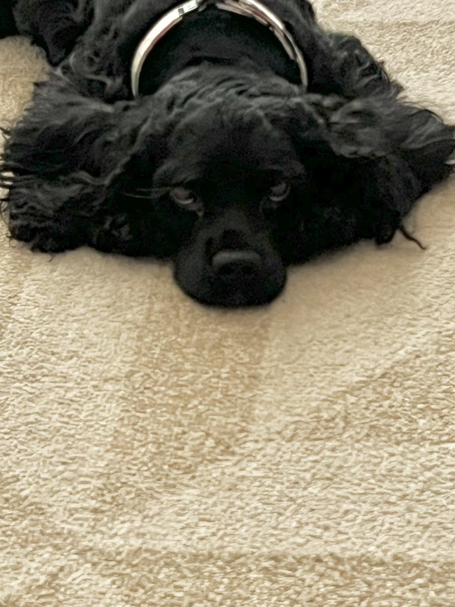 LadybugBarkAlot's tweet image. 🍁= 🪨 🪨🪨🪨🪨 😂😂😂😂😂

Teeth are clean and breath is fresh. ❄️ a bit perkier 😂