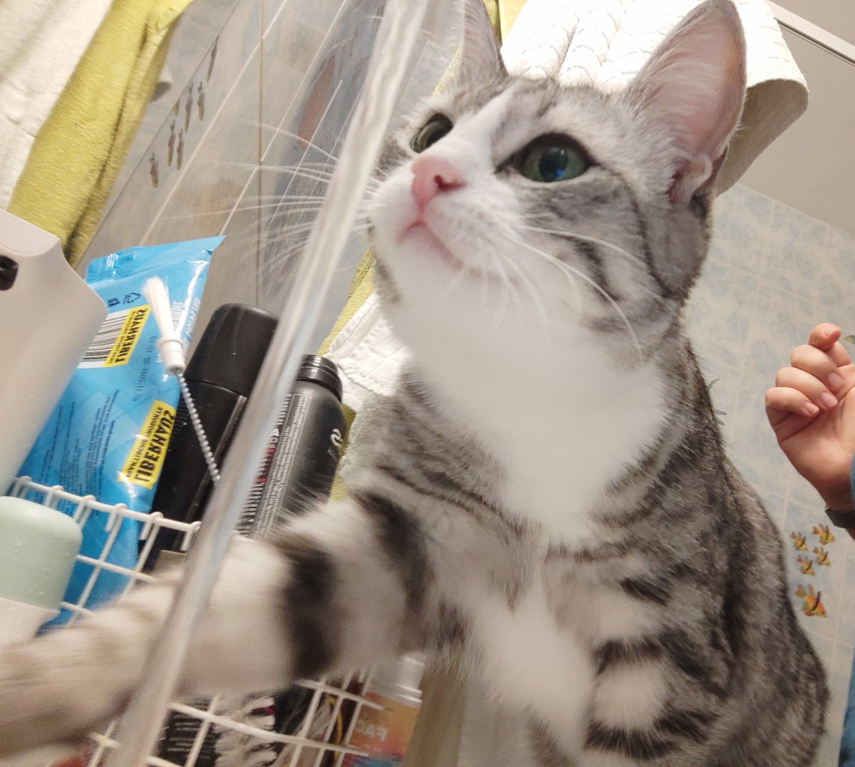 Это Тишенька смело шагает в #коточетверг