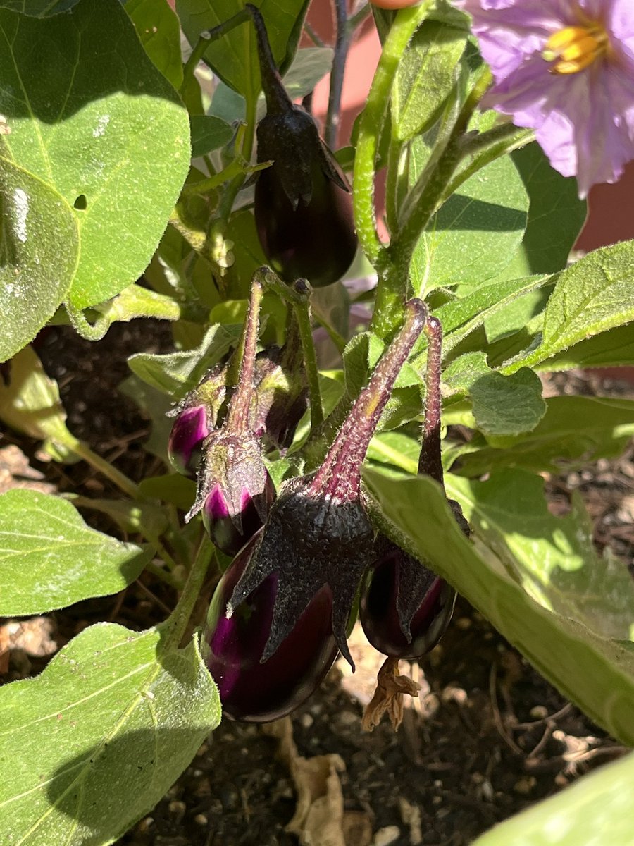 BeetleBabble's tweet image. Finally getting some progress on my eggplants!