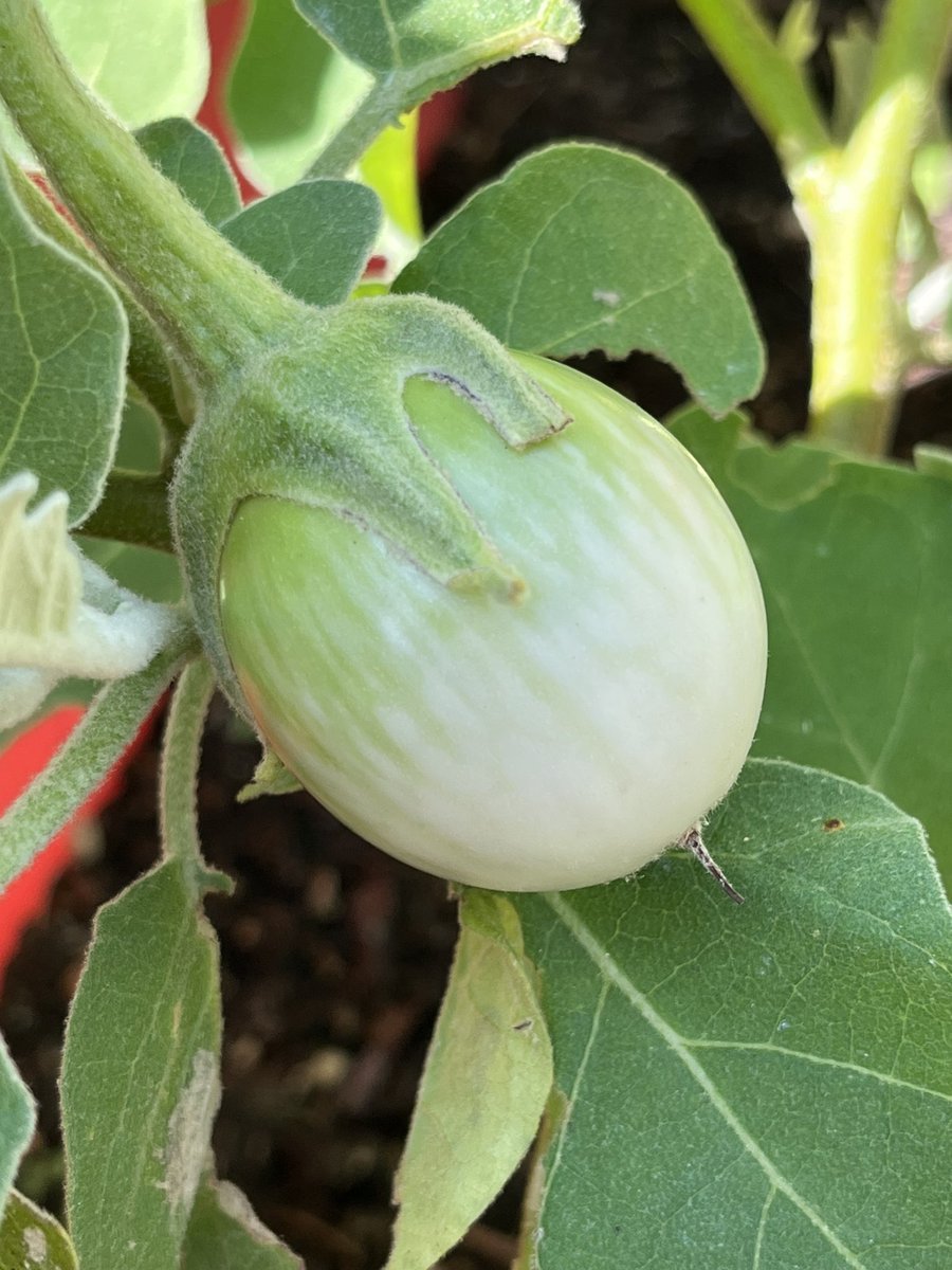 BeetleBabble's tweet image. Finally getting some progress on my eggplants!