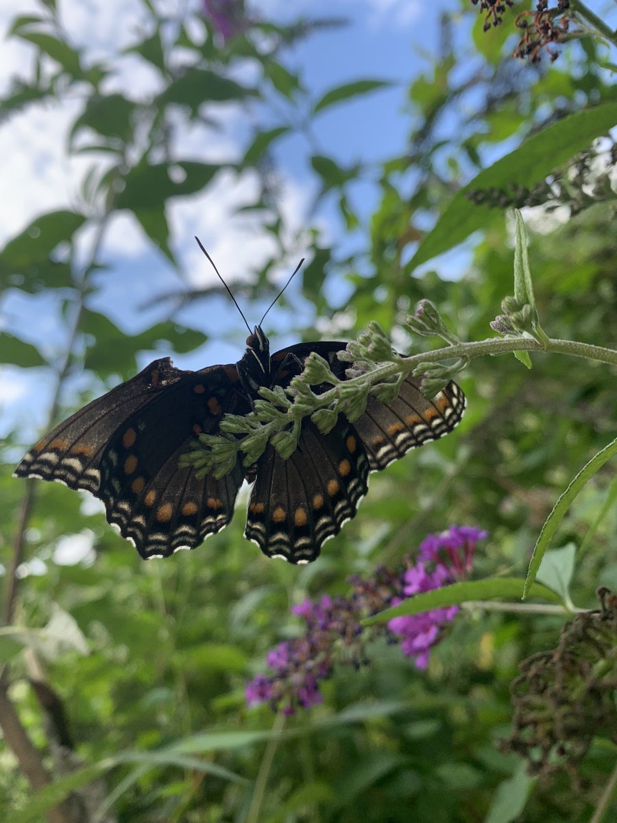 Limenitis arthemis, the red-spotted purple butterfly.  Found the poor thing on the ground and put them up on the butterfly bush.