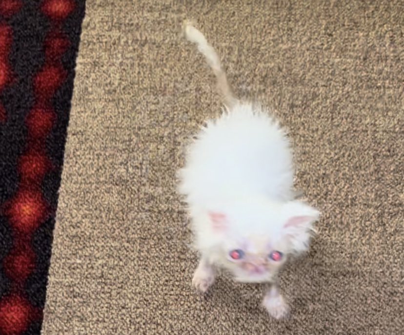 humweed's tweet image. w wee