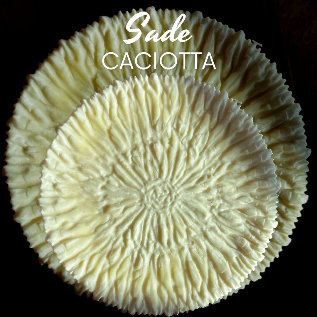 Geçtiğimiz haftasonu , peynir eğitimimizde ürettiğimiz Caciotta peynirleri… 🧀🧀🇮🇹
Sırasıyla; 
 ✅ Safranlı caciotta
 ✅ Antep fıstıklı caciotta
 ✅ Sade caciotta
#italiancheese #artisancheese #Italy 🇮🇹