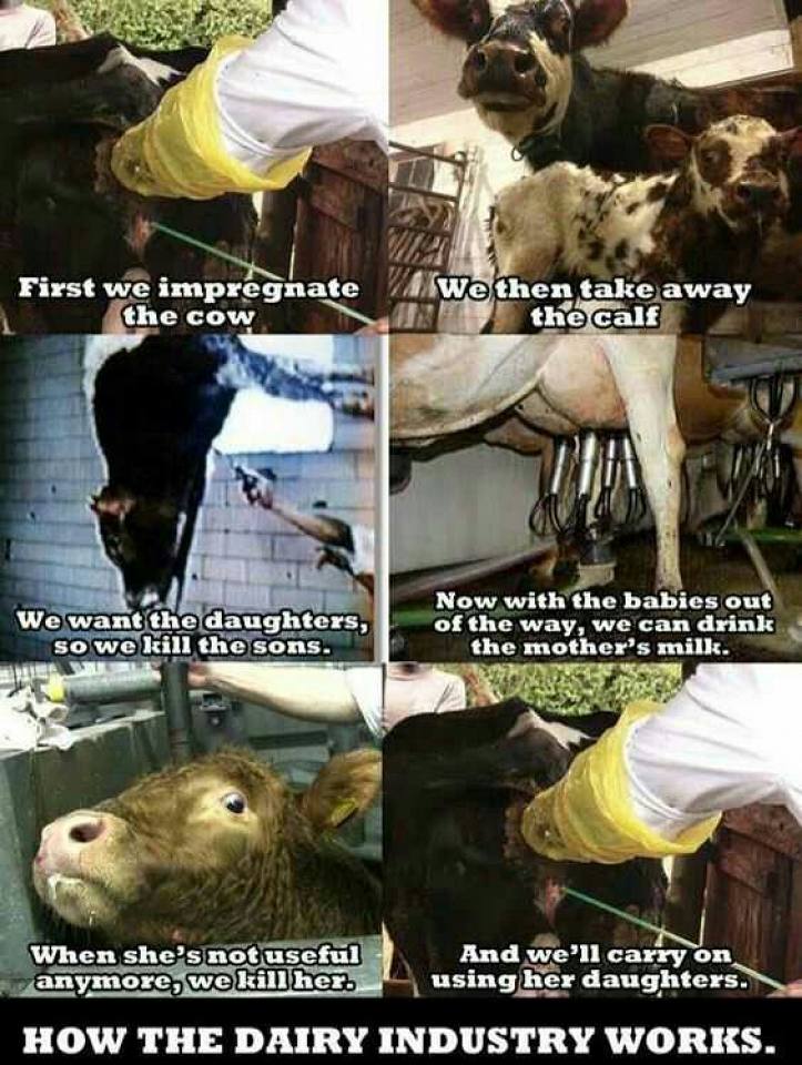 So tell me, how exactly can you 'humanely' rape her, steal her children, exploit her, kill her & do the same to her children? 🐮

Your #chocolate isn't worth this. 💔

Leave cows alone - stop paying for their exploitation. Be #vegan. 💚

#InternationalChocolateDay #Dairy #GoVegan