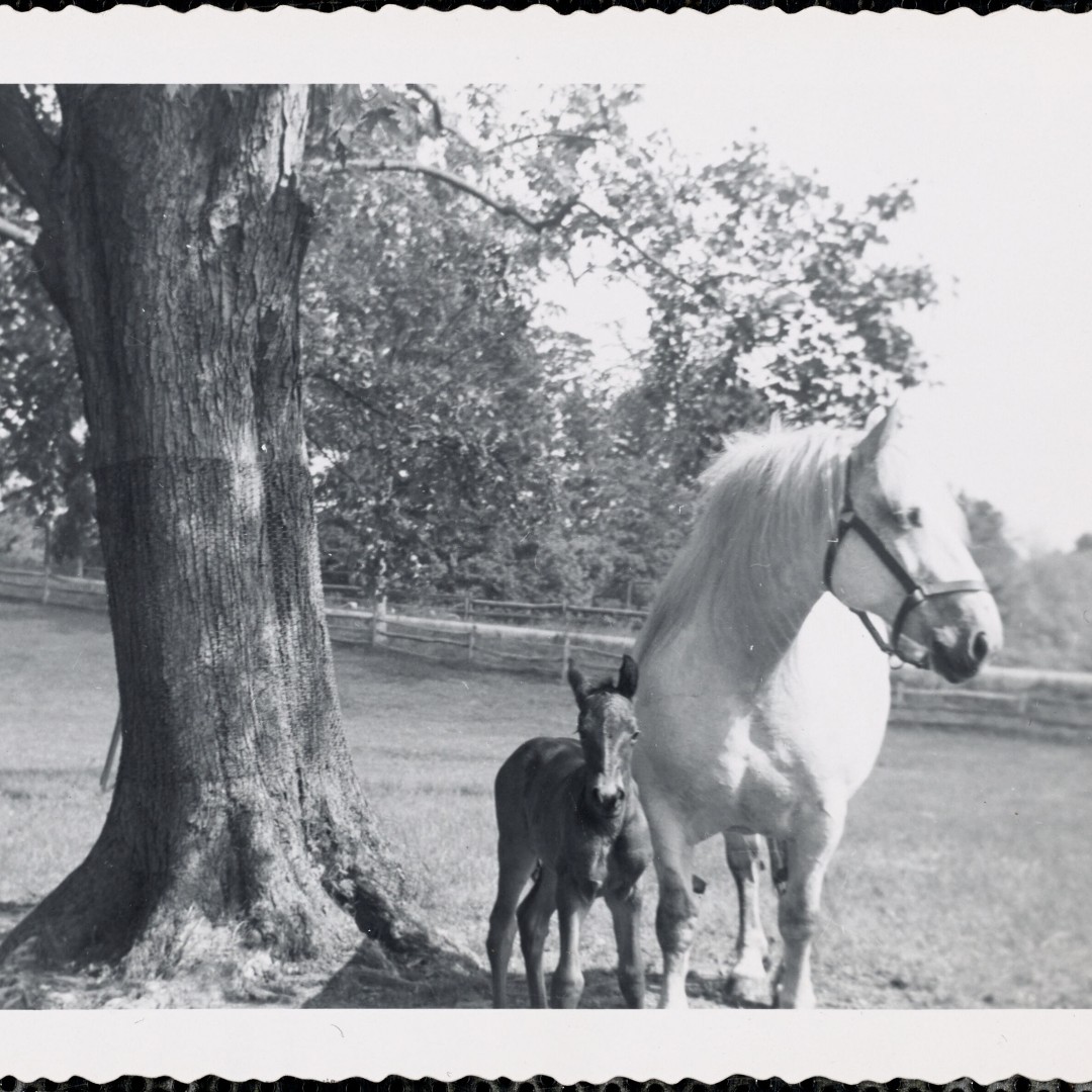 Digital Commonwealth tweet media