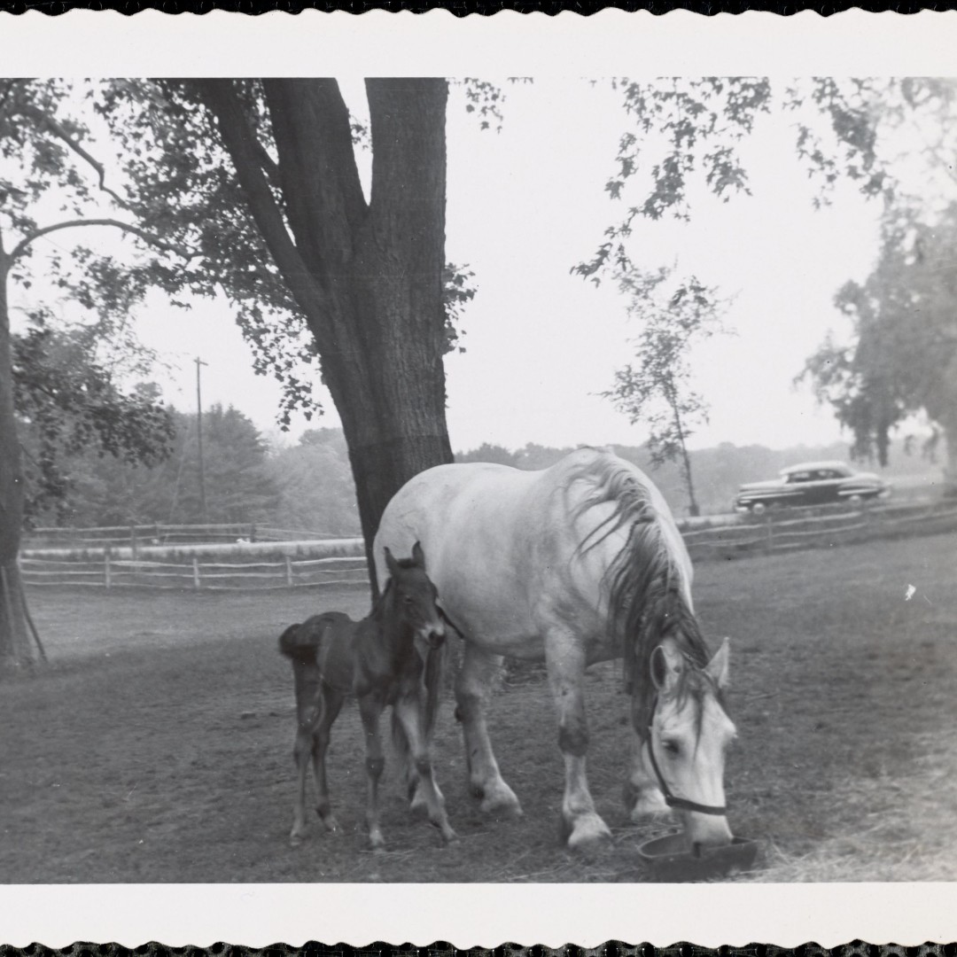 Digital Commonwealth tweet media