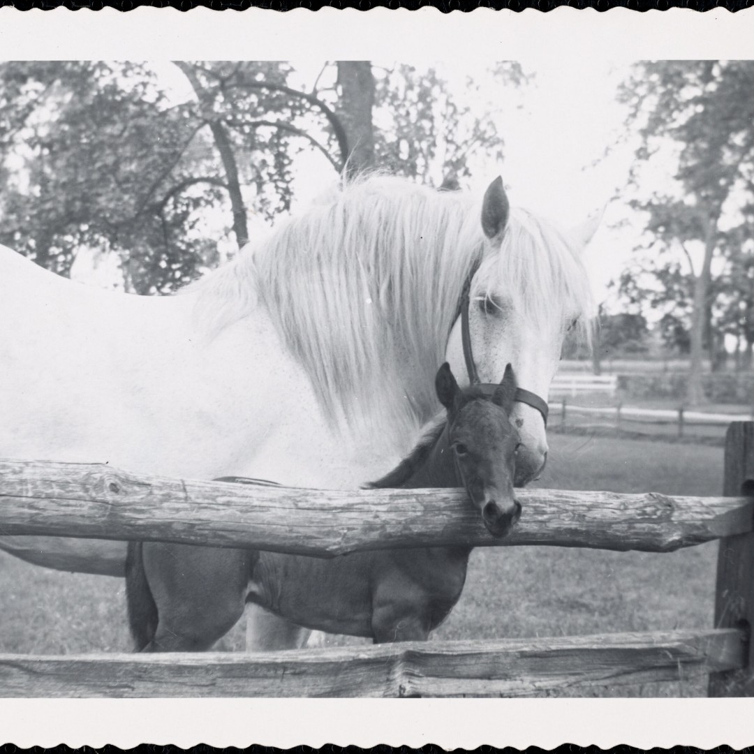 Digital Commonwealth tweet media