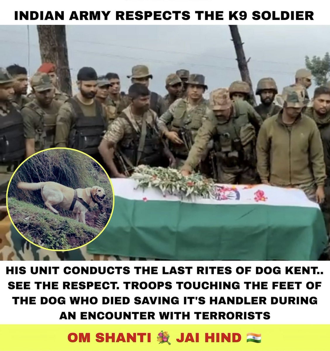 RegimentDiaries's tweet photo. Indian Army K9 Sniffer Dog Kent a
6-Year-old Female Labrador Sacrificed her life to protect her handler during Encounter in Rajouri, Kashmir today ❤️ 🇮🇳 

#indianarmy https://t.co/Uz77634wRw