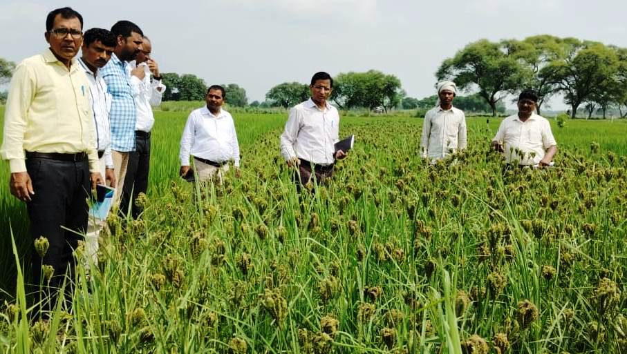 Officials from the Directorate of Sugarcane Development, Lucknow visited Seed minikit plot of #FingerMillet (Ragi/Mandua) variety V L Mandua- 376 distributed under Food & Nutrition Security - Nutri-cereals at Village Kansapur, of Amethi district of UP during 2023-24.
#IYM2023