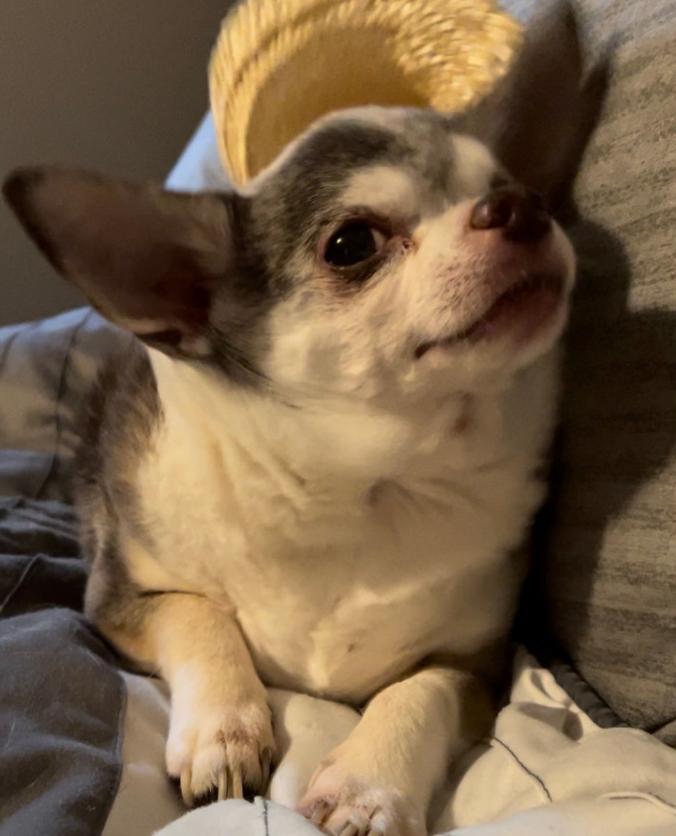 #ilovemydoggie❤️