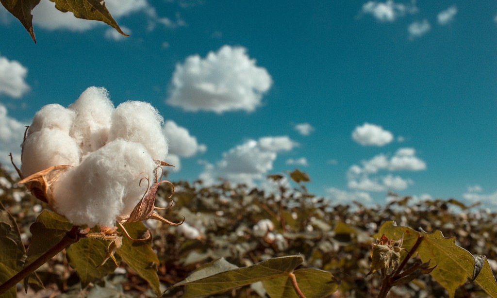 greenbuildingbl's tweet photo. Macy’s Joins U.S. Cotton Trust Protocol for Sustainably-Sourced Materials https://t.co/oZE8yIpitR https://t.co/rq72m1HT7m